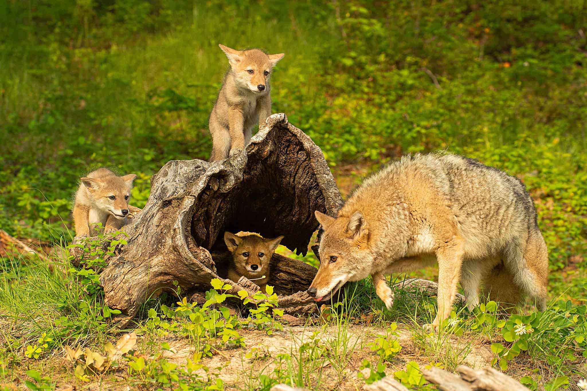 coyote mating season mississauga