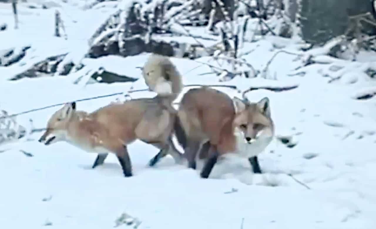 foxes mating mississauga