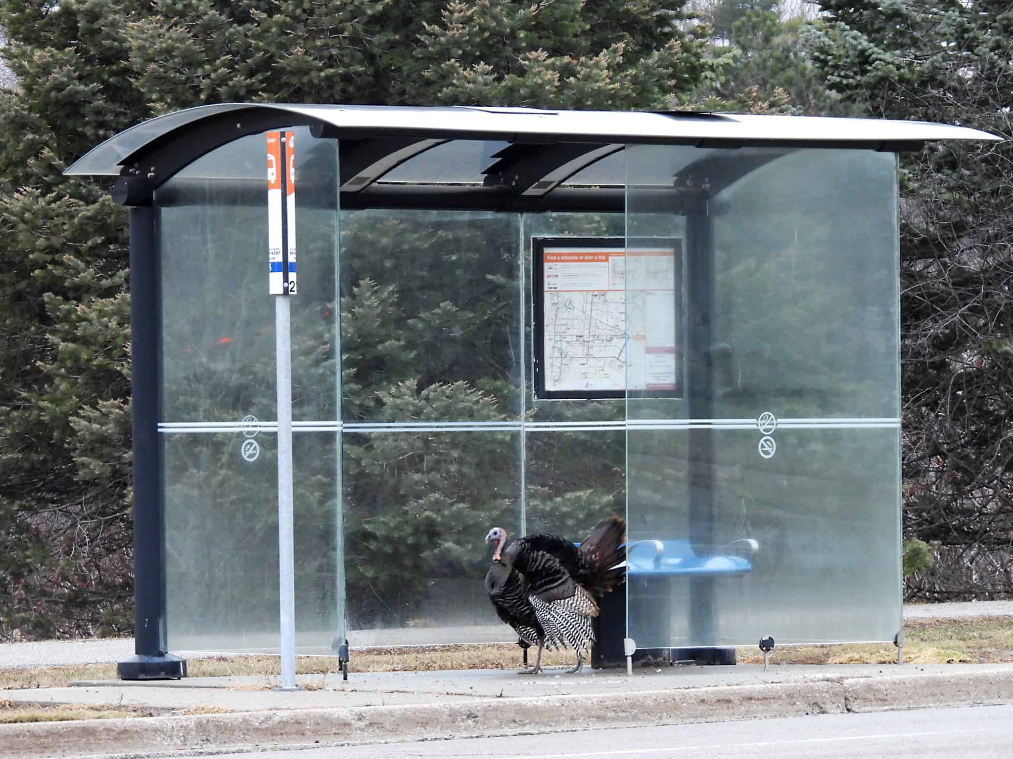 Video: Turkey spotted seemingly waiting for a bus in Mississauga | insauga