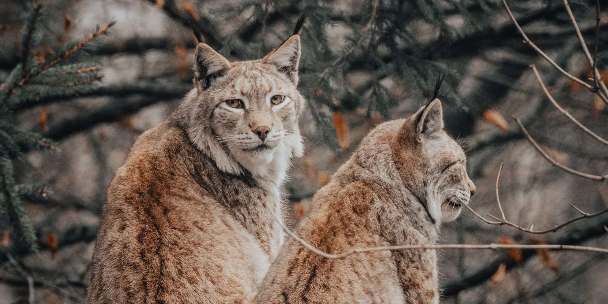 cougar bobcat lynx hamilton ontario big cat dundas york road