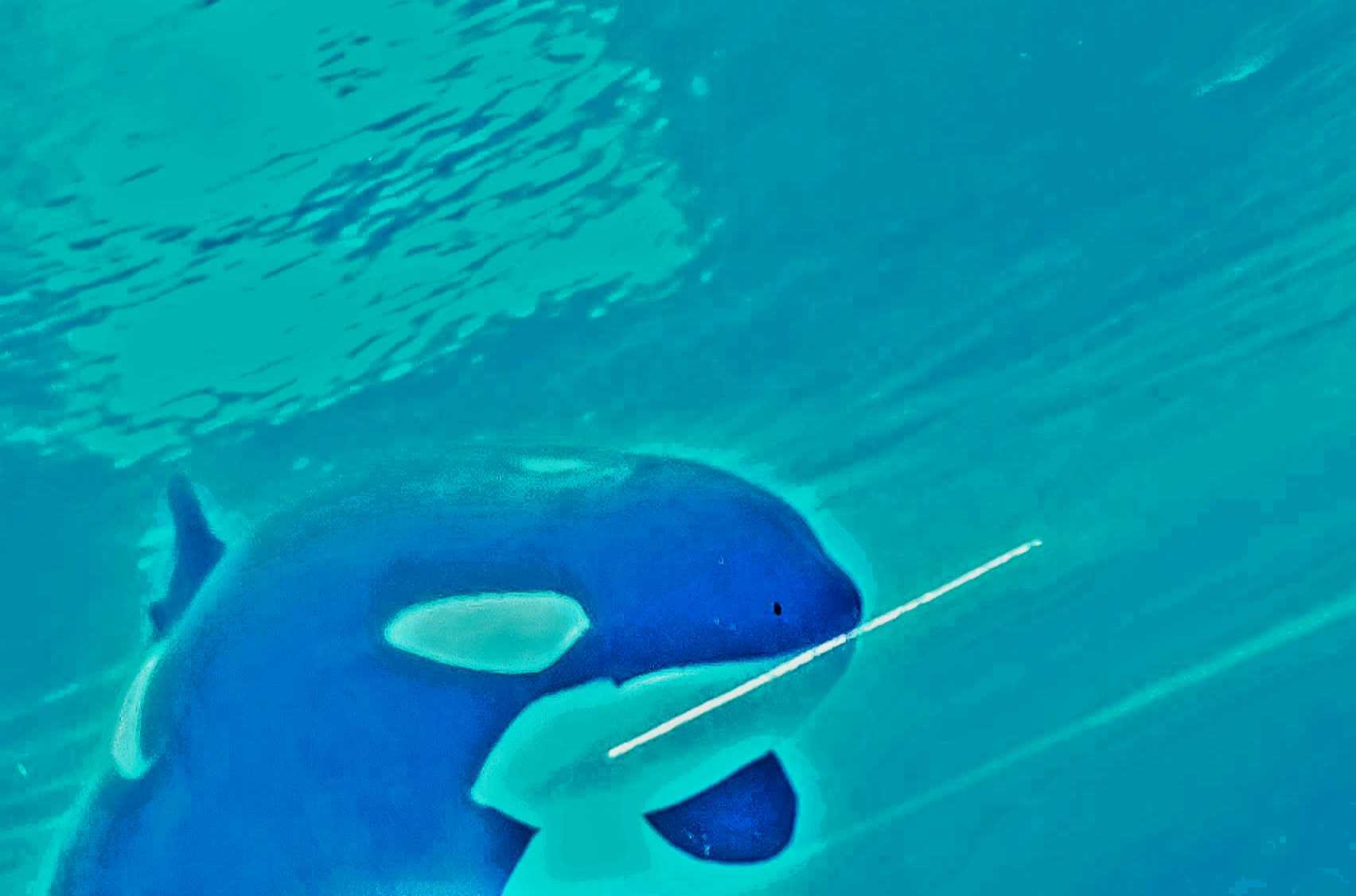 Kiska, Marineland's lone killer whale and last captive orca in Canada, has died