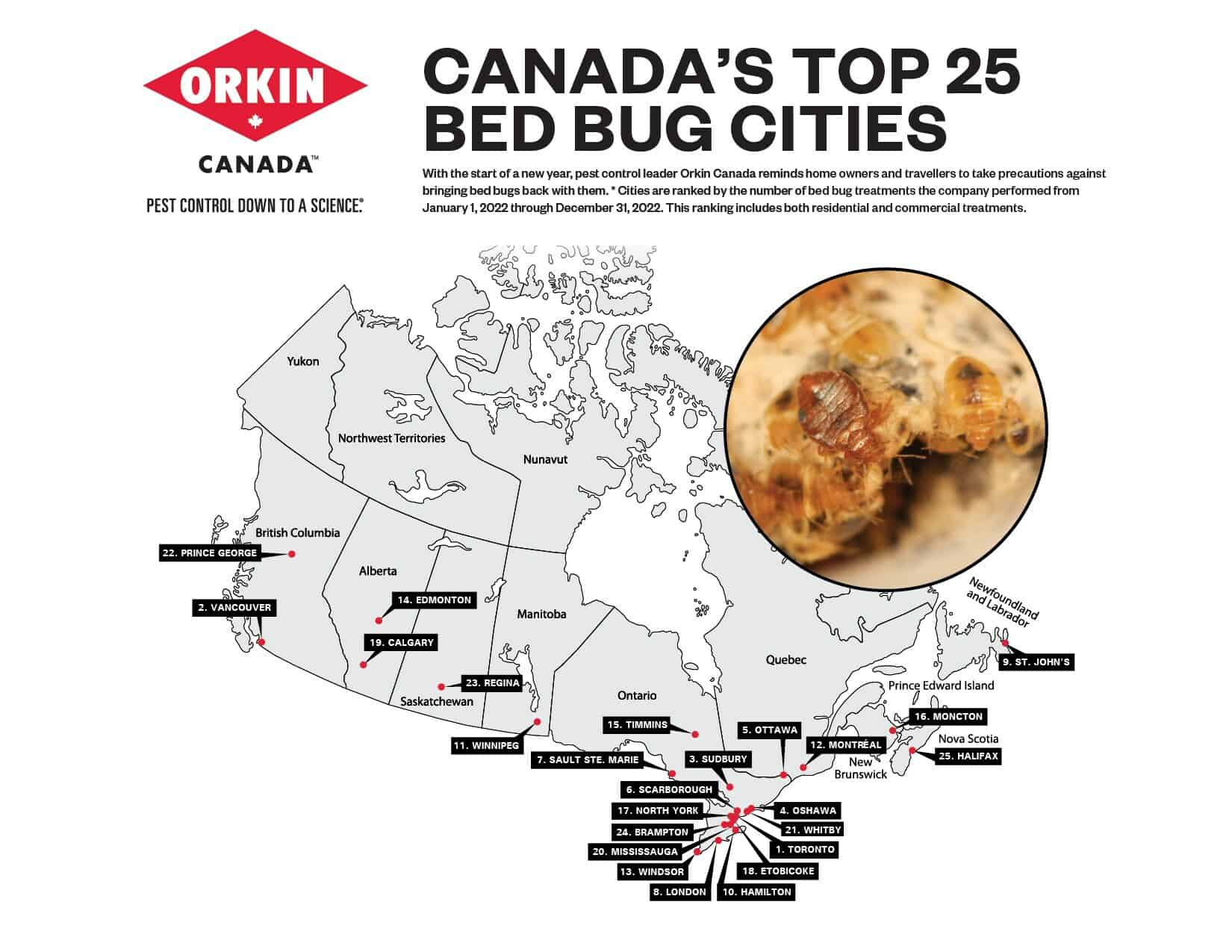 bed bugs mississauga brampton