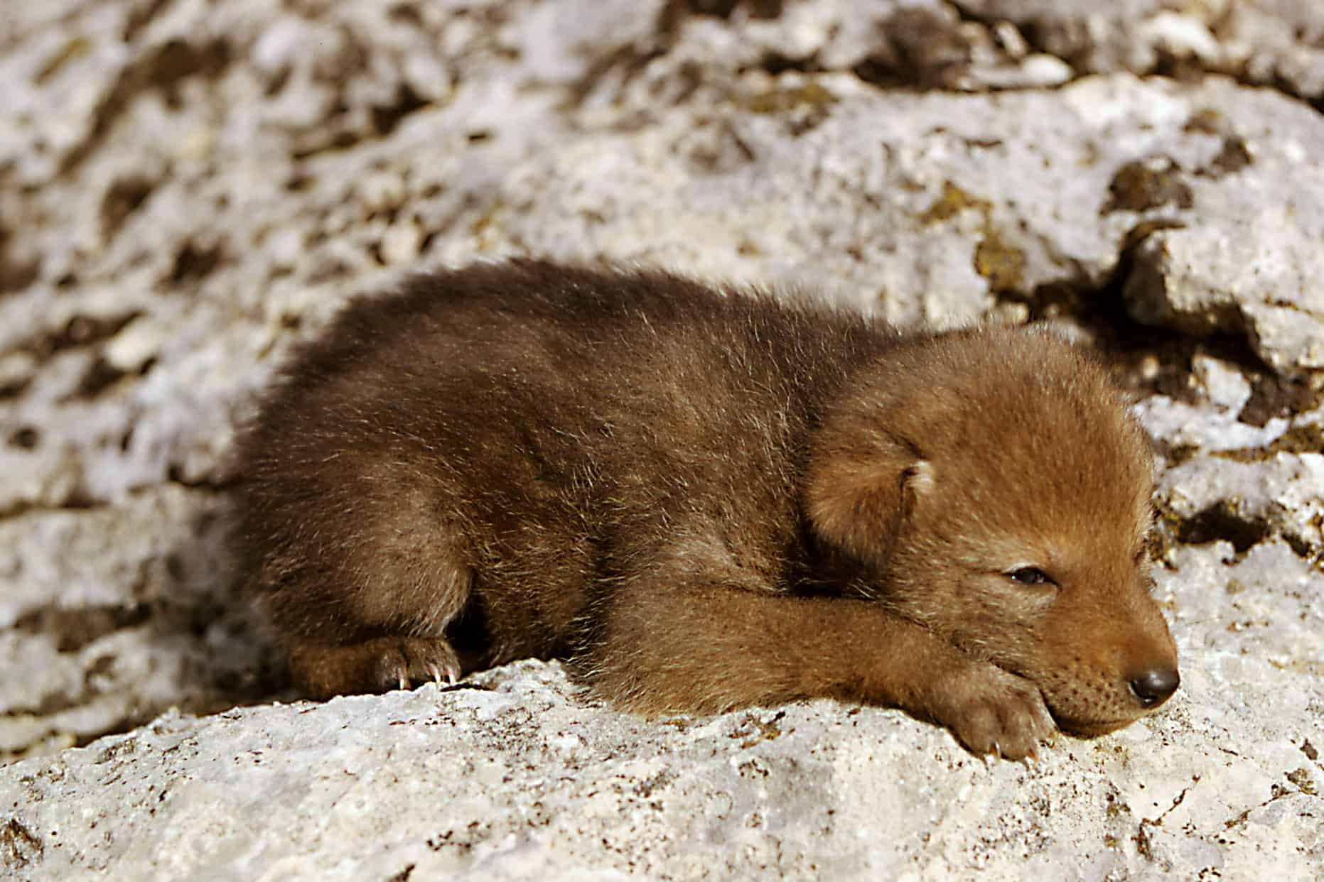coyote pups mississauga