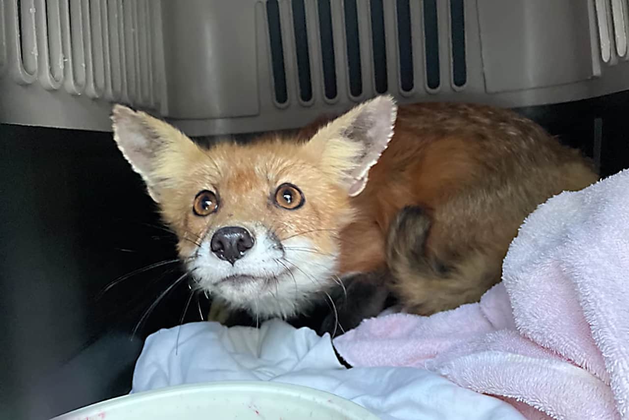 fox rescue mississauga