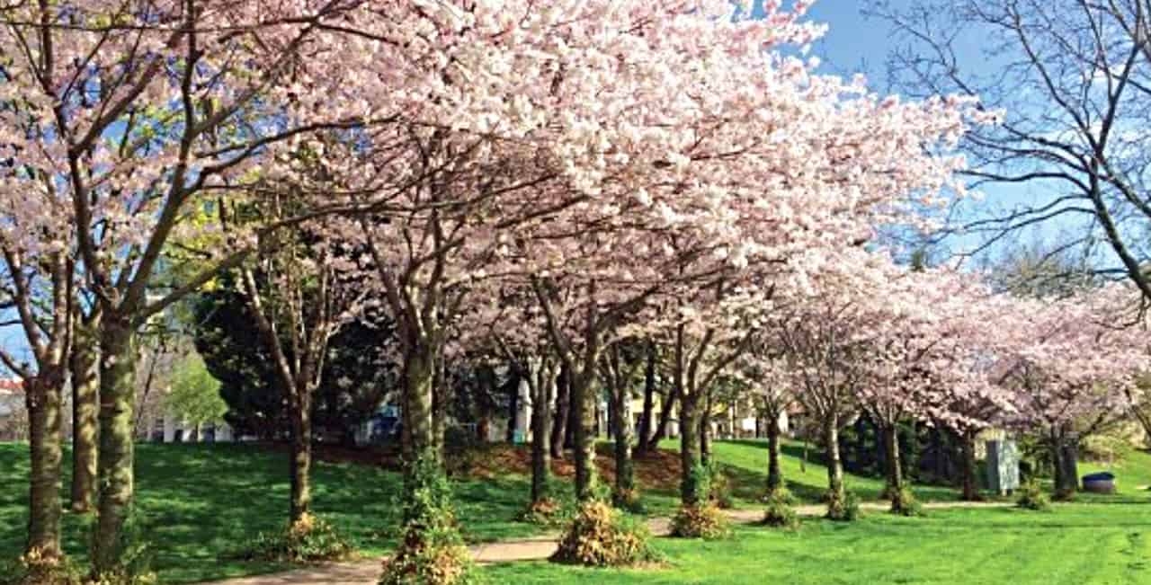 Burlington cherry blossom spring April May
