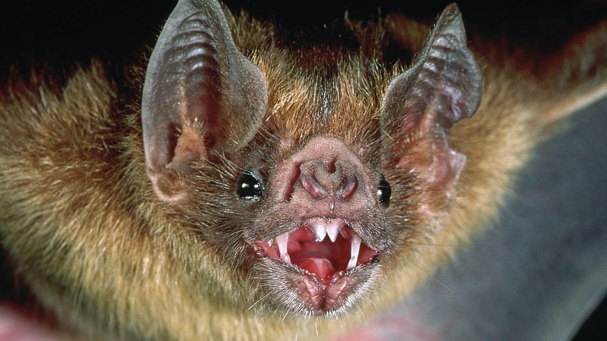 Halton Public Health confirms first rabid bat of the year found in Burlington
