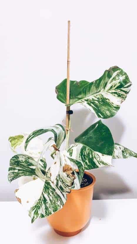 In the midst of the pandemic, people were willing to pay $100 or more for a stem of this Monstera Albo, which was a gamble since the buyer had to place it in a rooting medium and hope it developed into a full plant like this one. COURTESY ABEL SALISBURY