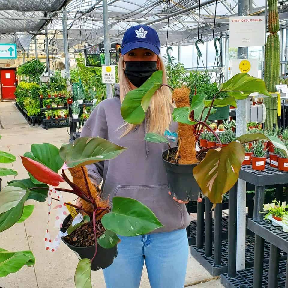 In October 2020, Harper's Garden Centre had these Philodendron Pink Princesses for sale in eight-inch pots for $549.99. Today, a six-inch specimen at the store sells for $30. COURTESY HARPER'S GARDEN CENTRE VIA FACEBOOK