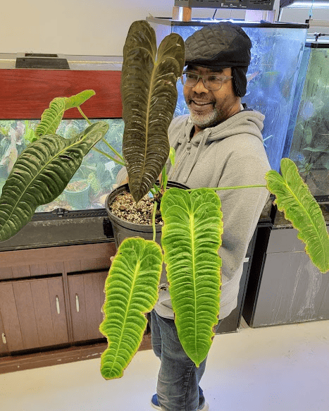 Mishaal Ali, owner of Ecouarium, imported "rare" plants like this King Anthurium for his shop during the pandemic. He has since refocused his business on terrariums and vivariums. COURTESY ECOUARIUM VIA FACEBOOK