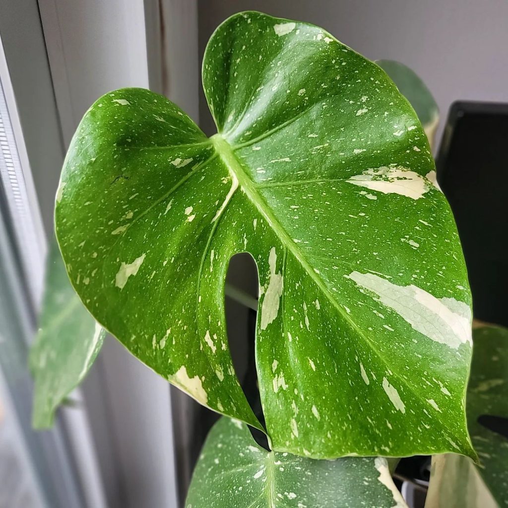 Plants that became hot during the pandemic like the Monstera Thai Constellation actually aren't 