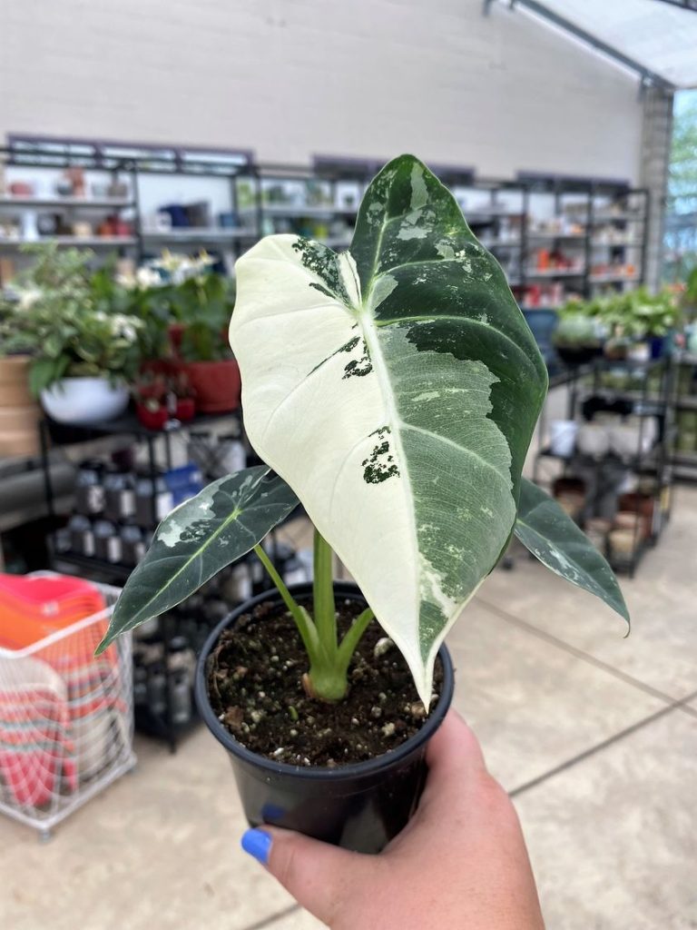 To respond to the demand, Terra Greenhouses brought in rare plants, especially variegated ones, such as Variegated Frydek Alocasia, pictured, Monstera Thai Constellation Monstera and an Albo Pothos, which retail from $80 to $100.COURTESY TERRA GREENHOUSES VIA FACEBOOK