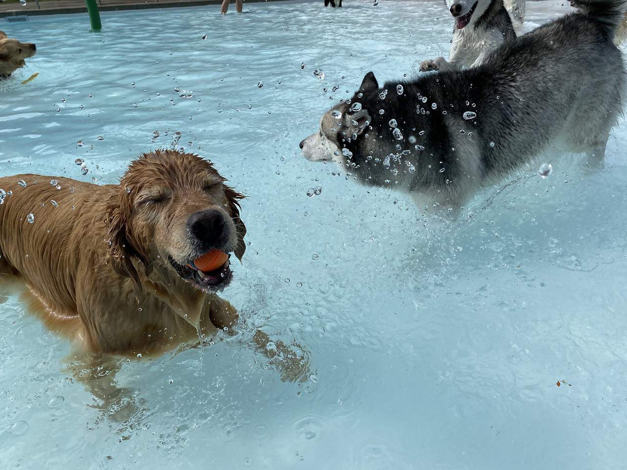 dog pool party mississauga