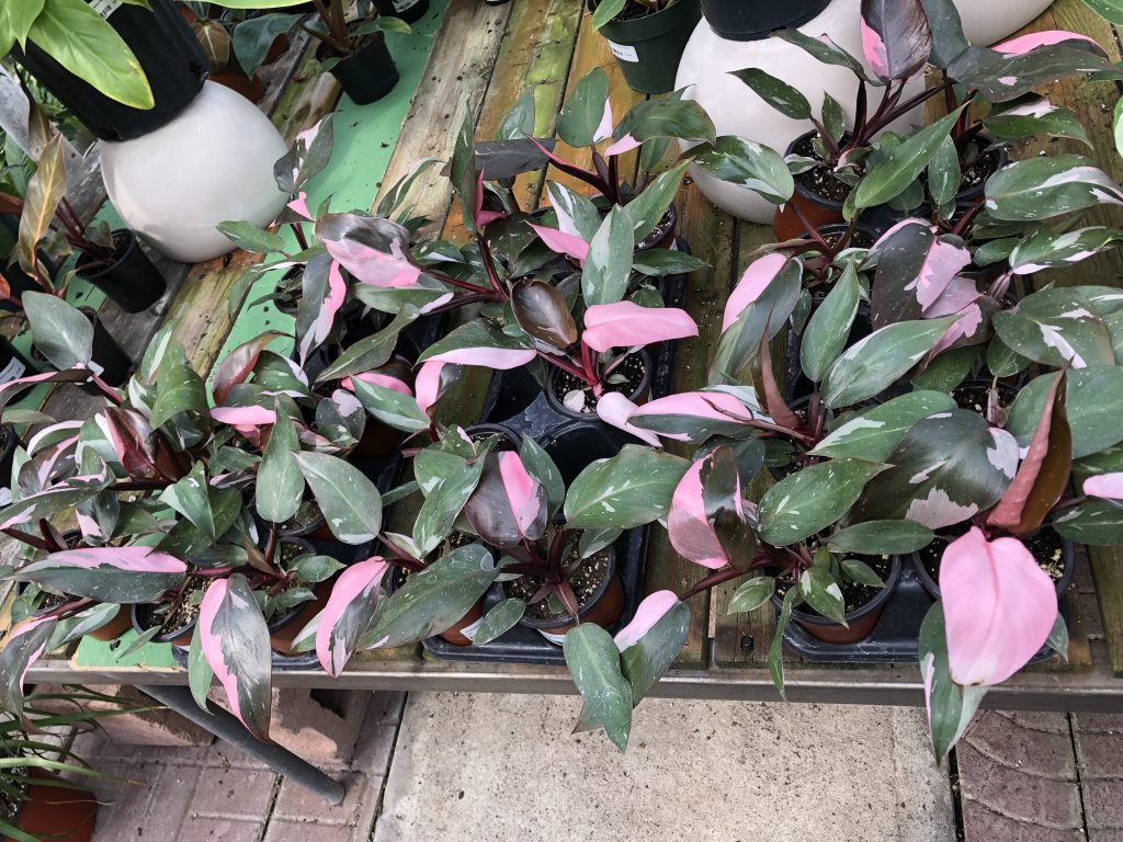 Philodendron Pink Princesses were one of the 