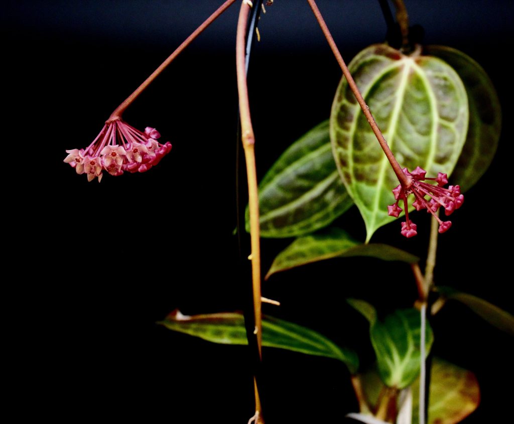 Plant Bro, which sells "rare" plants such as Hoya Sulawesi, said the pandemic rare plants boom has subsided. COURTESY PLANT BRO