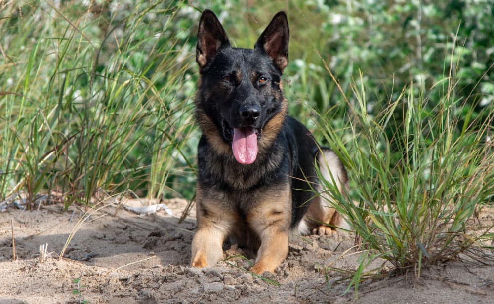 Niagara Police Service Dog Rudy