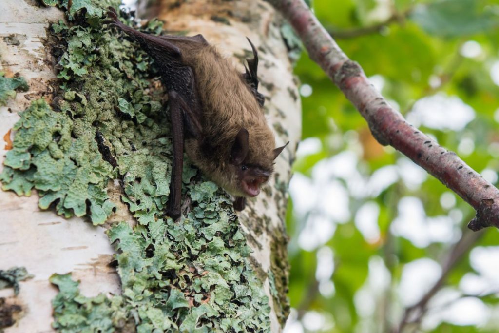 The Little Brown Bat is an endangered species. JORDI SEGERS VIA CANADIAN WILDLIFE HEALTH COOPERATIVE