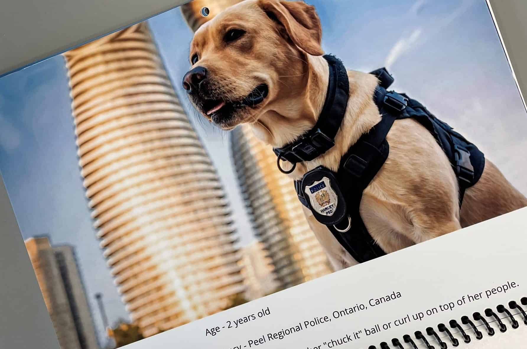 Peel Regional Police dog makes it onto North American fundraising calendar