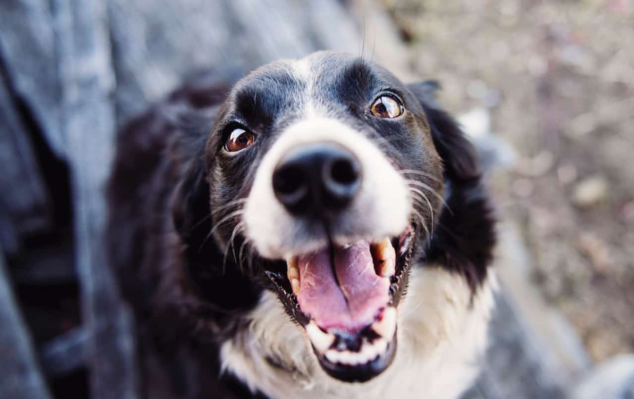 dog pet animanl Burlington shelter adopt