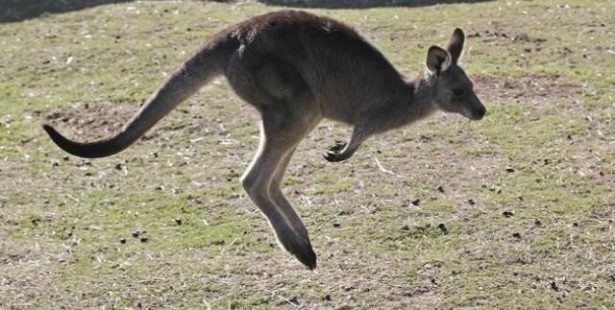 kangaroo oshawa