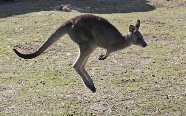 kangaroo oshawa