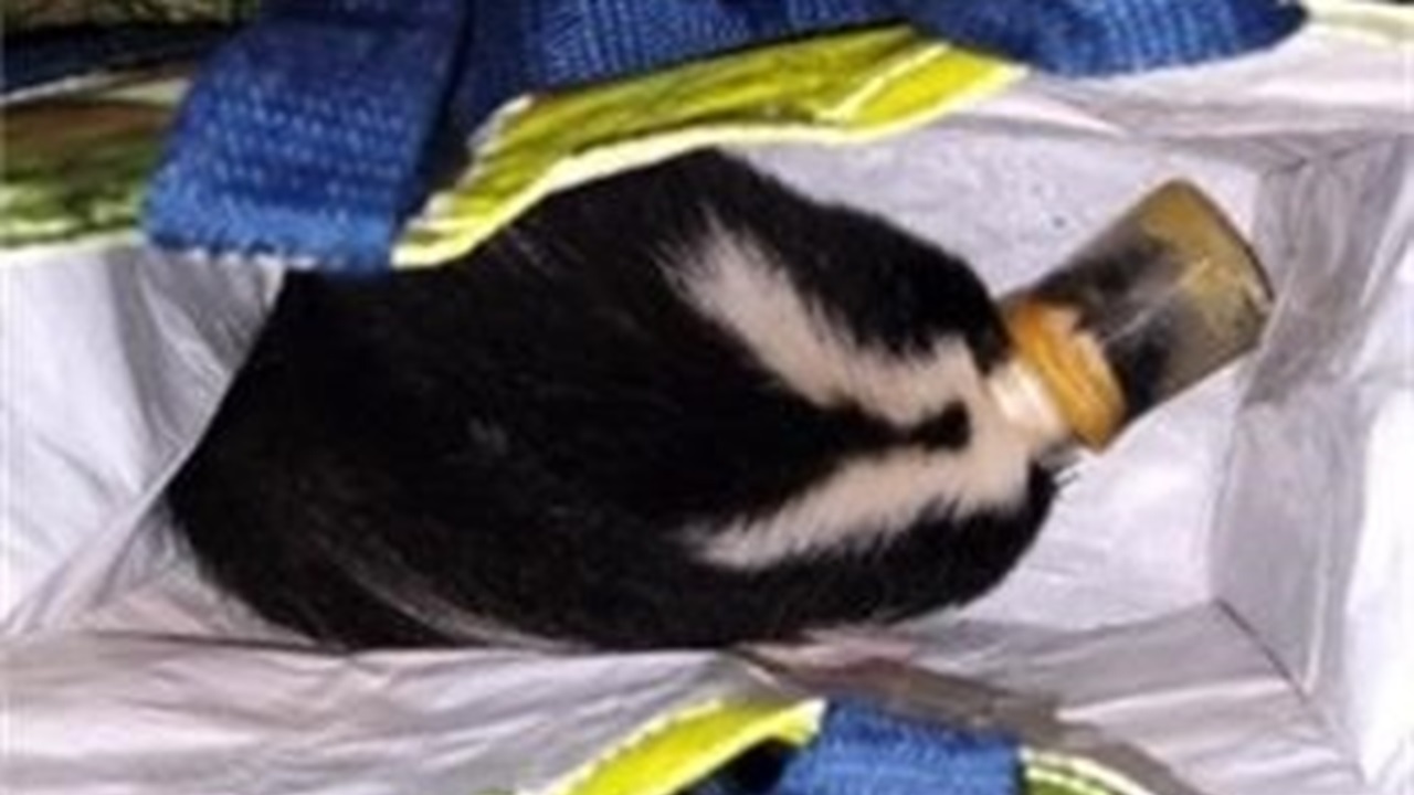 Animal services rescues skunk with head stuck in jar in Brampton