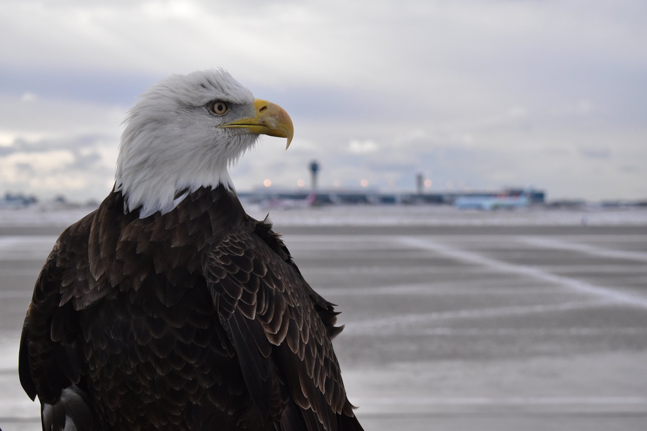 Birds of prey at Pearson Airport in Mississauga.