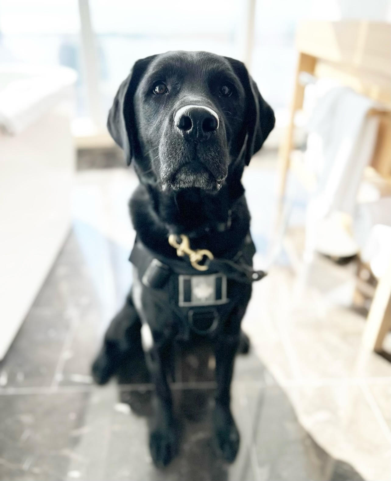 Hippo Orkin K-9 Dog