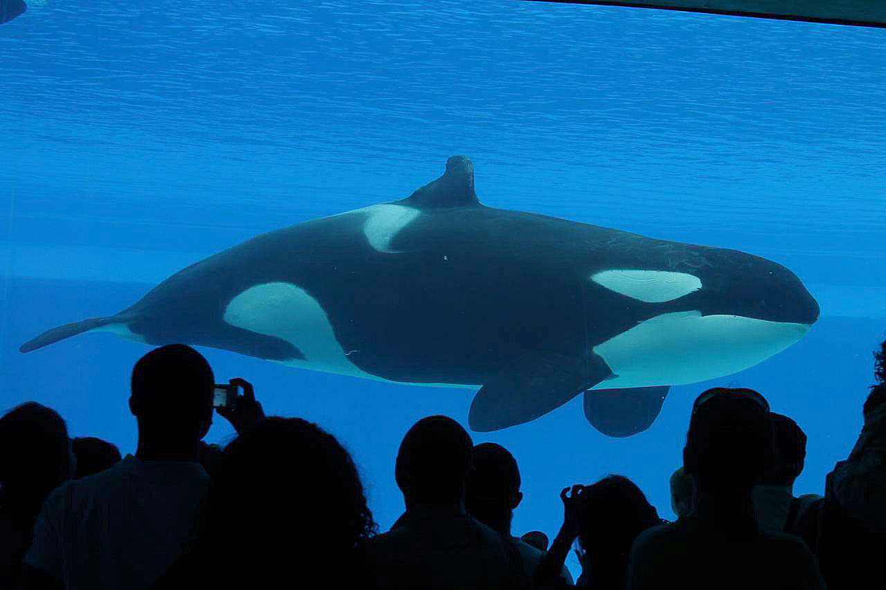 11,244 Ontarians weigh in on Ontario Place design, Peel split, Marineland, pedal pubs and more