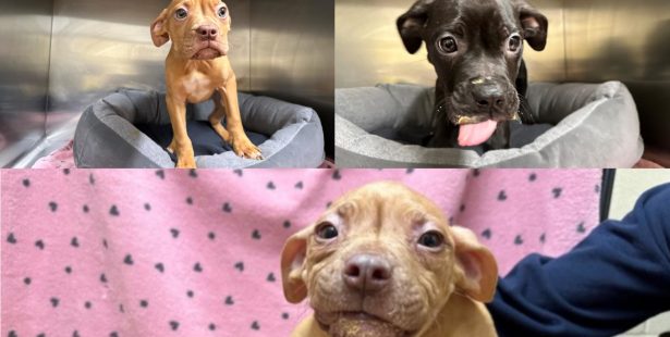 puppies abandoned in brampton adoption