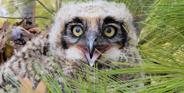 Baby owl rescued and reunited with mother in Brampton