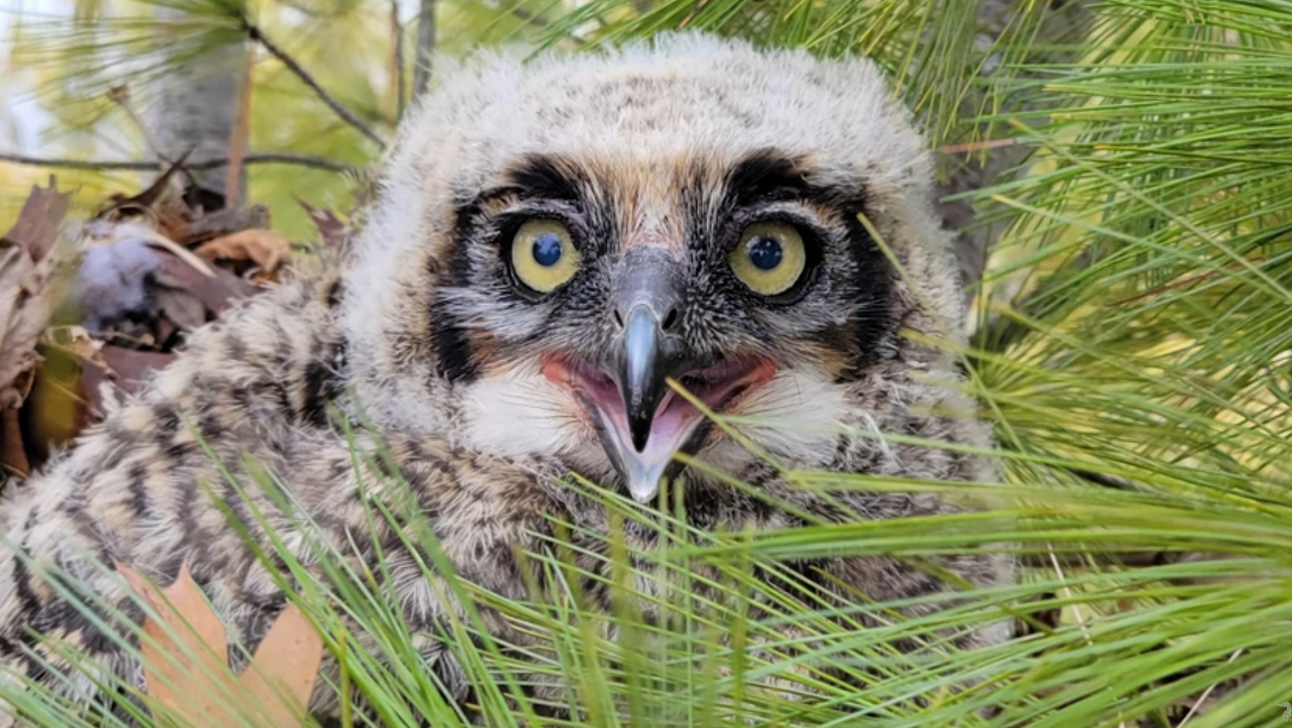 Baby owl rescued and reunited with mother in Brampton
