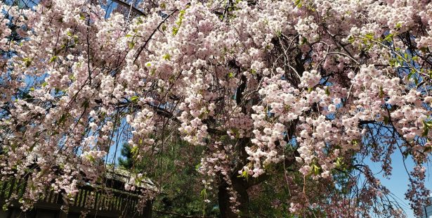 Cherry blossoms at Kariya Park in Mississauga.