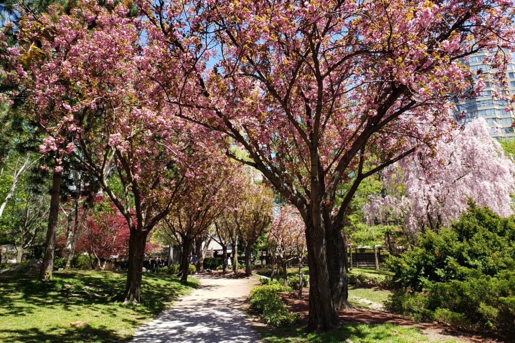Cherry blossoms in Mississauga 2024.
