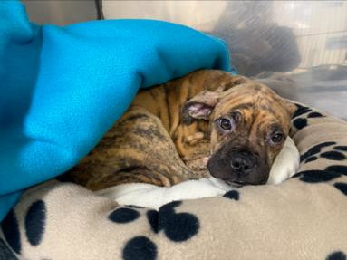 Pack of puppies adoption Brampton Animal Services