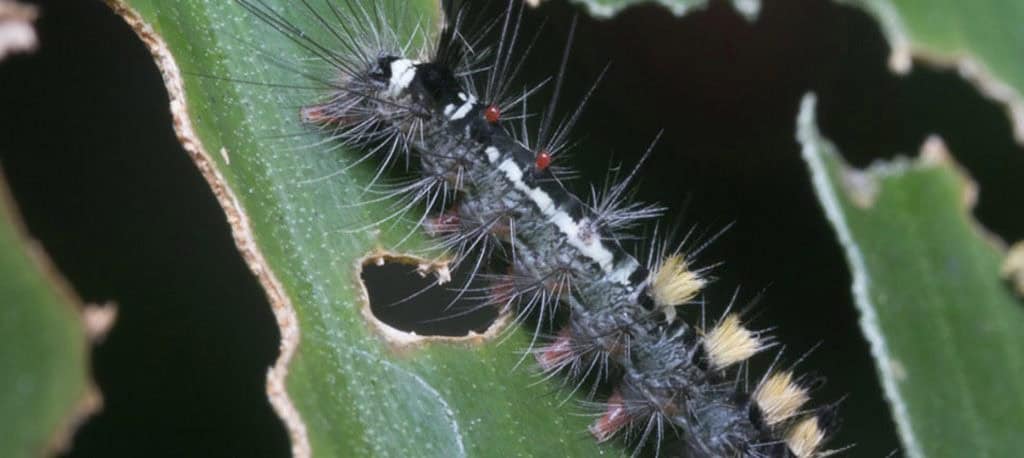 Spongy moth no issue in Mississauga for 2024.