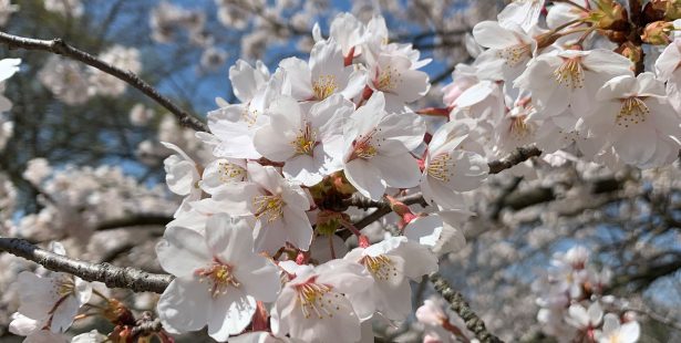 cherry blossoms ontario