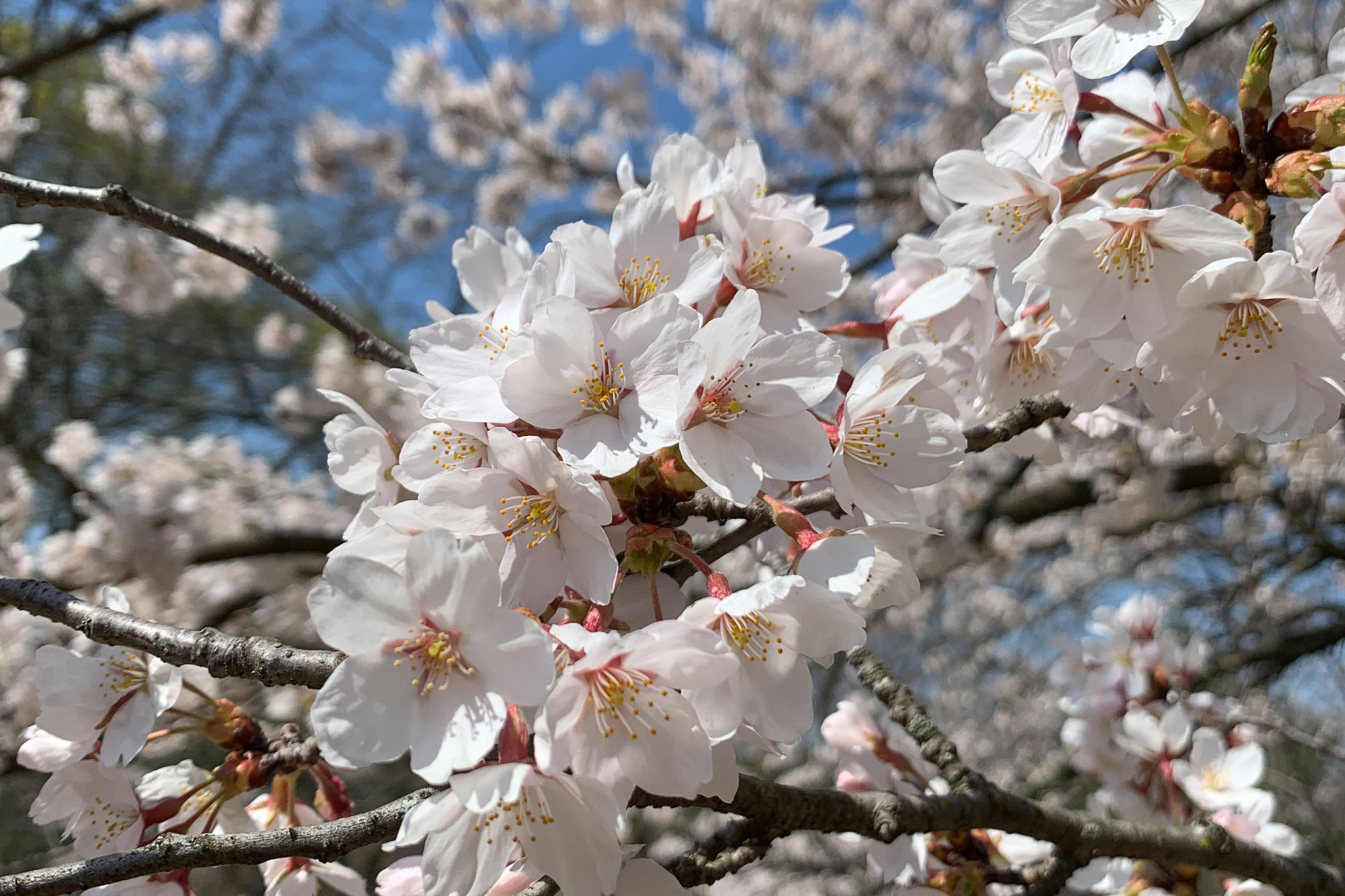 Cherry blossoms will soon peak; here's where to see them in Ontario | insauga