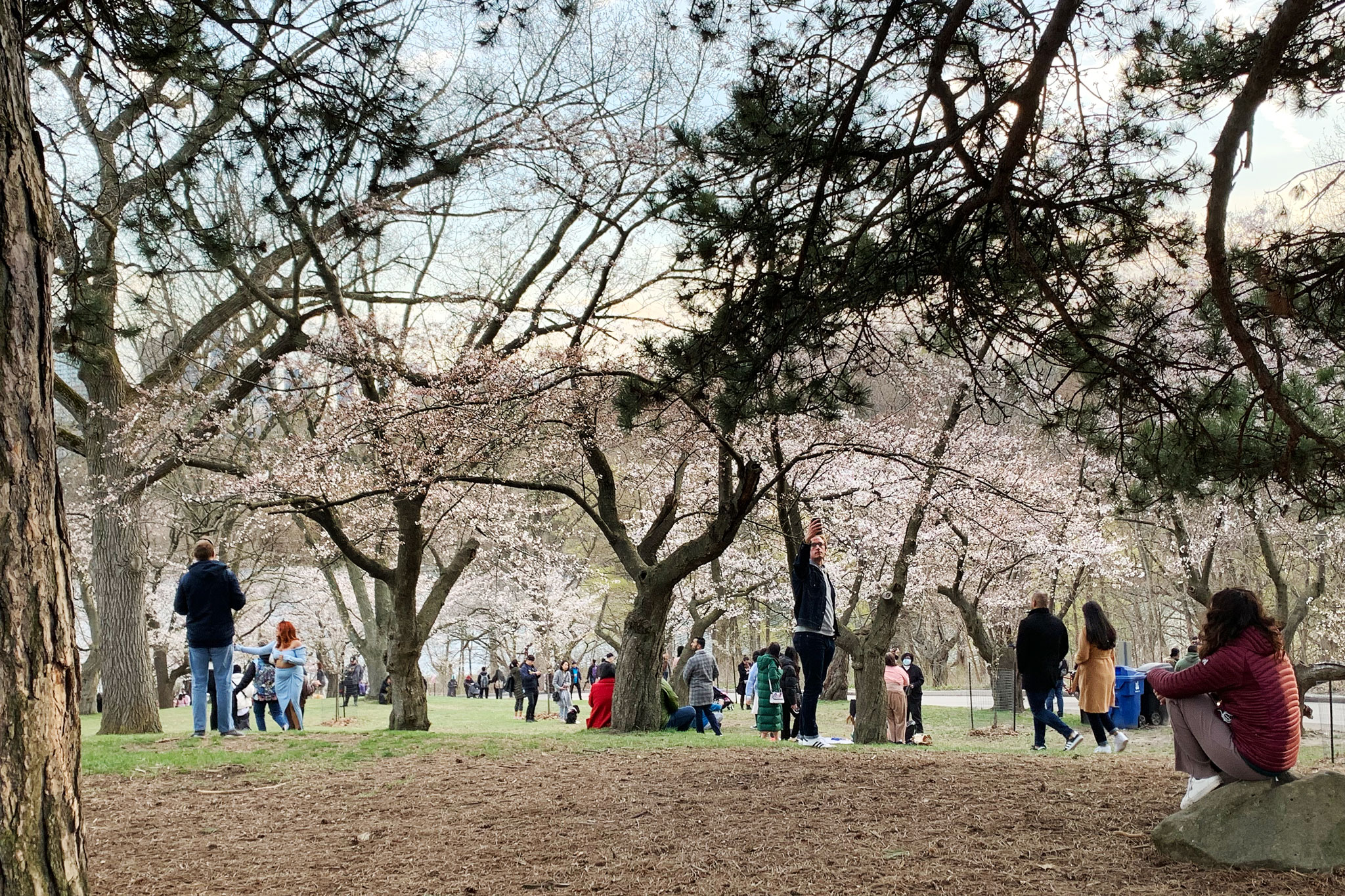 cherry blossoms ontario