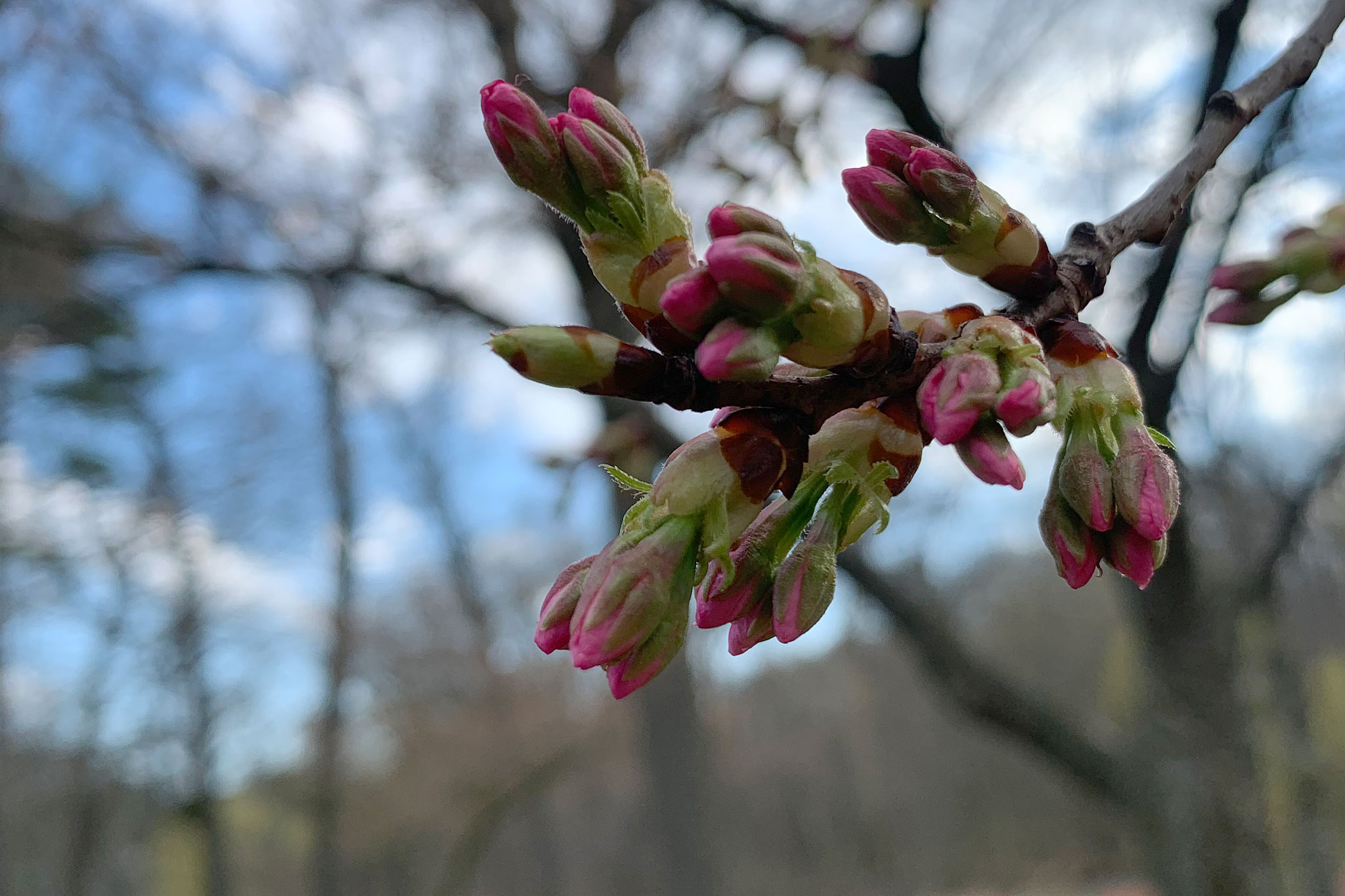 cherry blossoms ontario