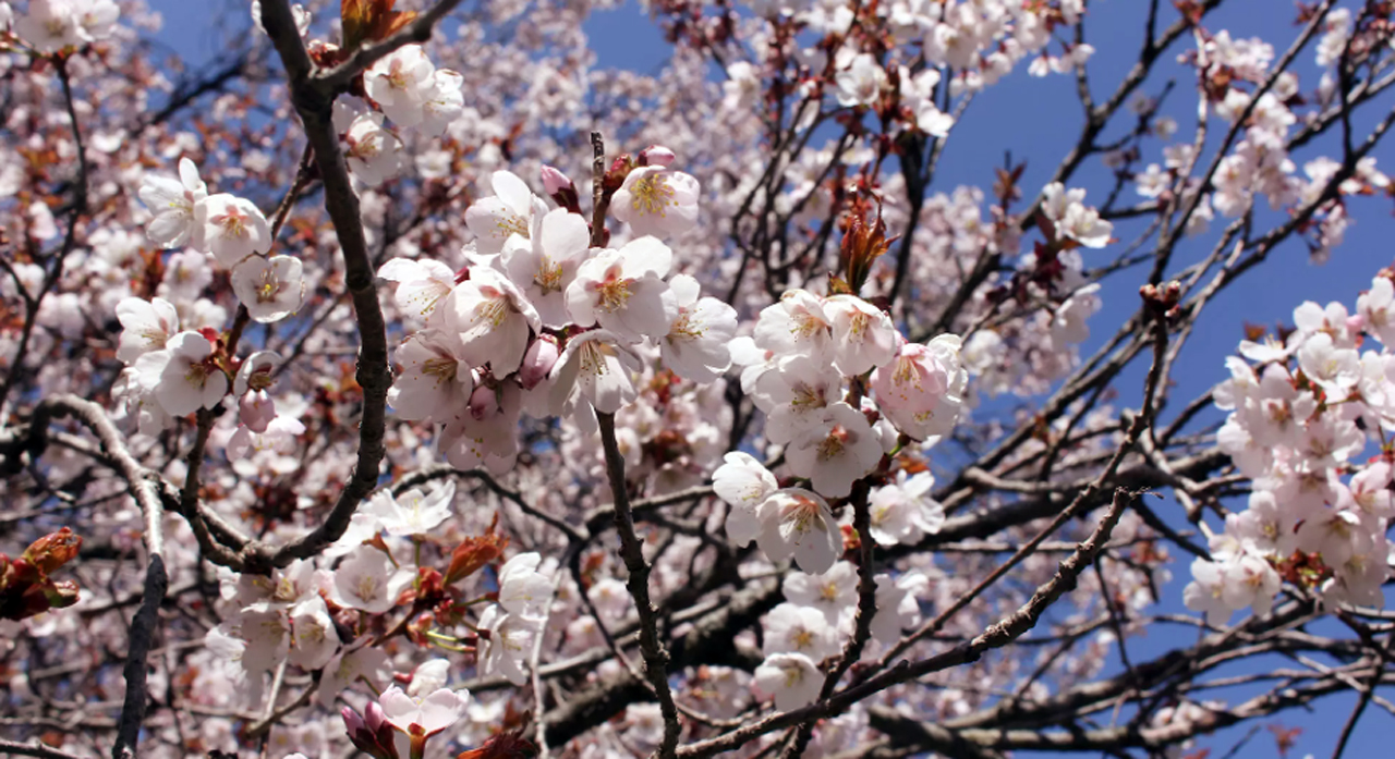VIDEO: Early cherry blossoms bloom possible amid warmer weather in southern Ontario