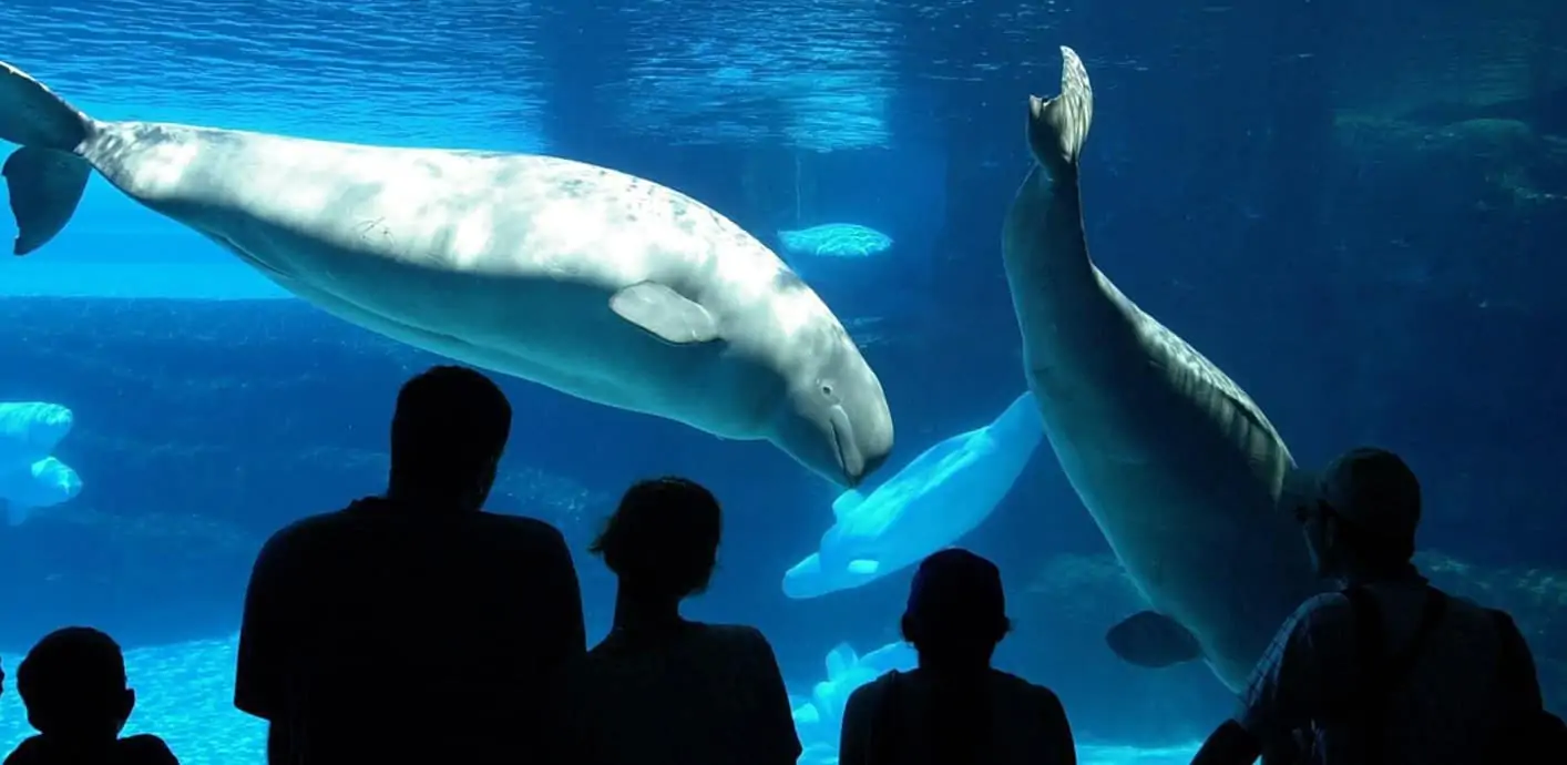 Marineland in Niagara Falls opening in June under new ownership