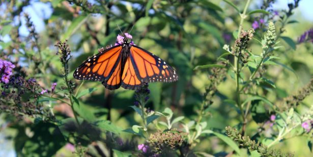 Monarch butterfly green Burlington plant garden