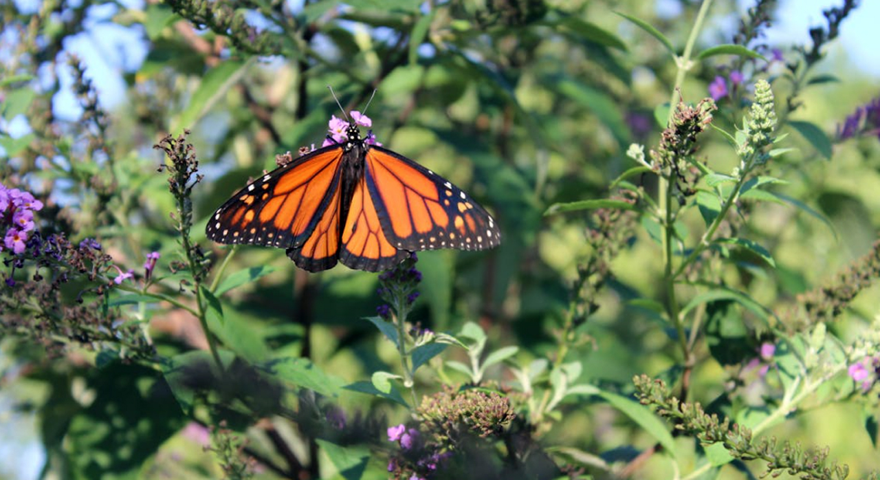 Monarch butterfly green Burlington plant garden