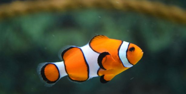 tropical fish stolen ontario