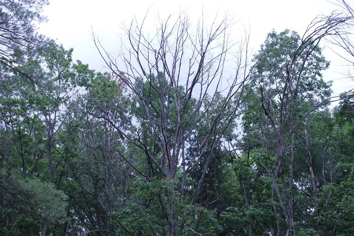 Mississauga looks to keep its oak trees healthy.