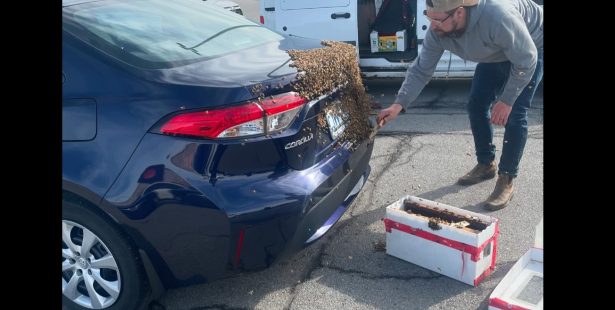 20,000 bees surprise motorist at Burlington mall