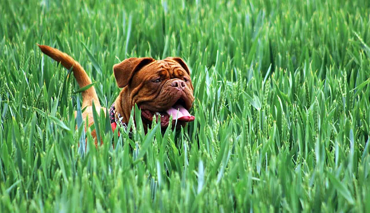 dog leash free park Burlington