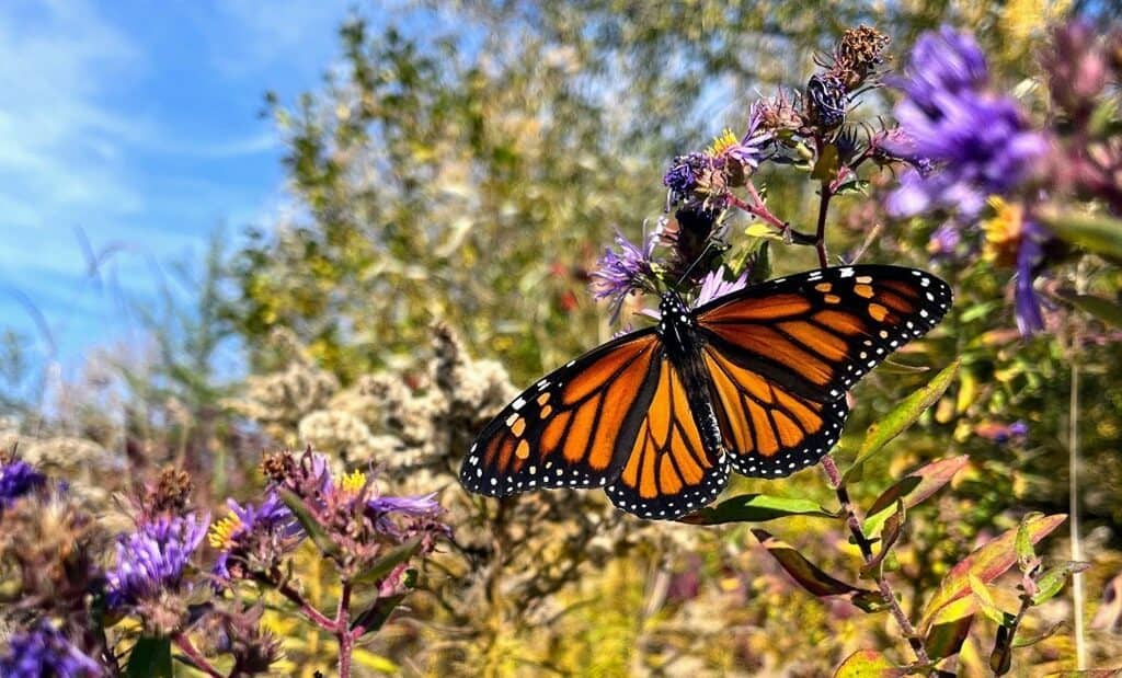 Ontario, Mississauga, Credit Valley, butterfly, conservation, migration