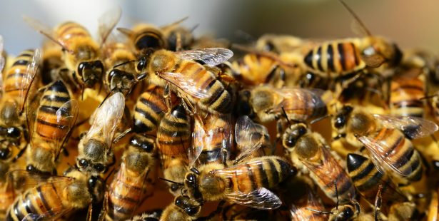 Ontario, Burlington, mall, bees, swarm, car, rooftop