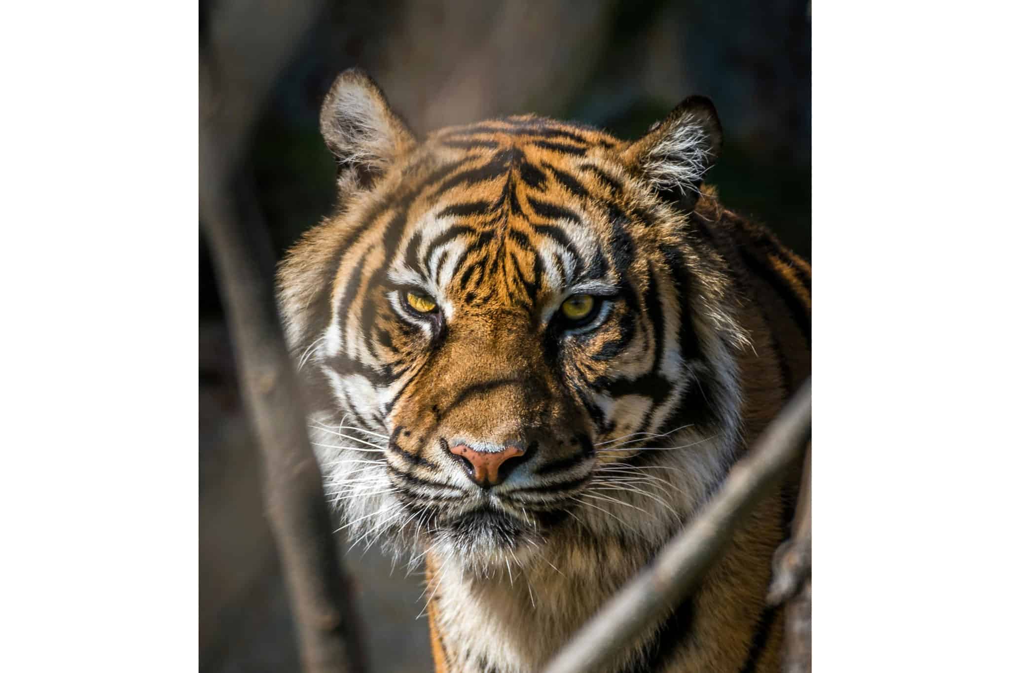 zoos ontario rules